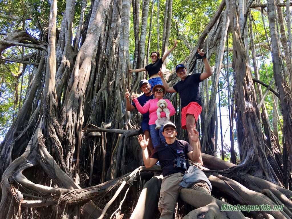 Subiendo a los arboles renacos en Yurimaguas.